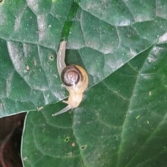 Helicarion perfragilis