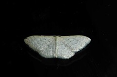 Idaea philocosma