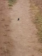 Psalidoprocne pristoptera