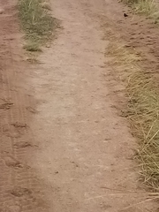 Psalidoprocne pristoptera