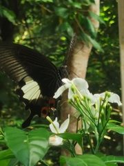 Papilio iswara