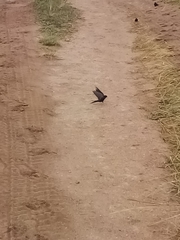 Psalidoprocne pristoptera