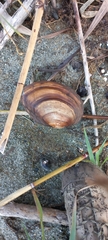 Sinanodonta woodiana