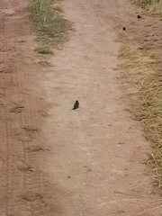 Psalidoprocne pristoptera