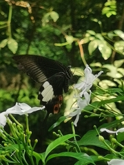 Papilio iswara