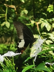 Papilio iswara
