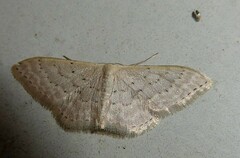 Idaea philocosma