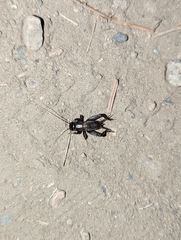 Gryllus