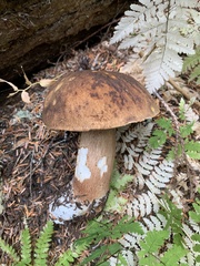 Boletus fibrillosus