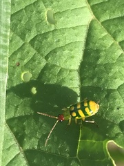 Diabrotica balteata
