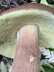 Boletus fibrillosus