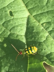 Diabrotica balteata
