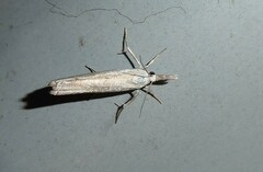 Culladia cuneiferellus