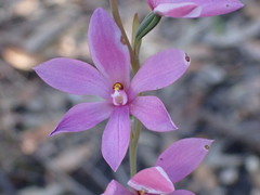 Thelymitra ixioides