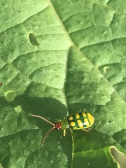 Diabrotica balteata
