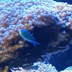 Chromis viridis