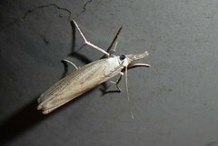 Culladia cuneiferellus