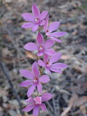 Thelymitra ixioides