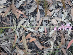 Thelymitra ixioides