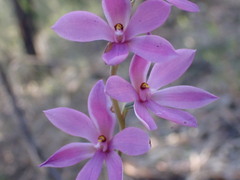 Thelymitra ixioides
