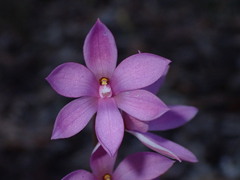 Thelymitra ixioides