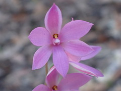 Thelymitra ixioides