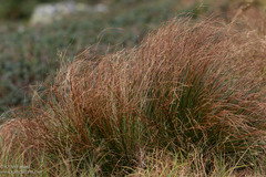 Oreojuncus trifidus