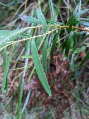 Pimelea axiflora axiflora