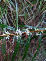 Pimelea axiflora axiflora