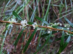 Pimelea axiflora axiflora