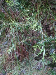 Pimelea axiflora axiflora