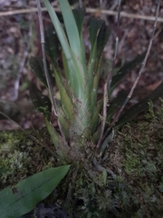 Aeranthes