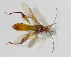 Coreoidea