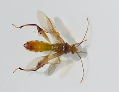 Coreoidea