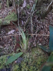 Aeranthes