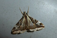 Agrioglypta excelsalis