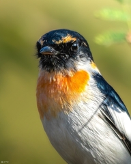 Pericrocotus erythropygius