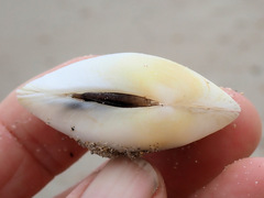 Venerupis galactites