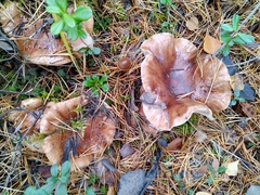 Tricholoma