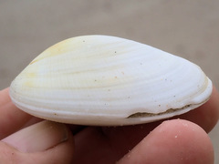 Venerupis galactites