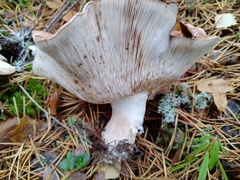 Tricholoma