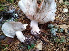 Tricholoma