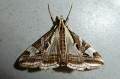 Agrioglypta excelsalis