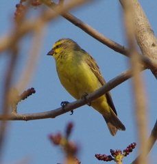 Crithagra mozambica