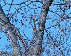 Colius striatus rhodesiae