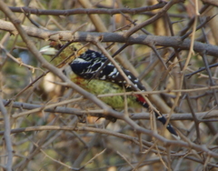 Trachyphonus vaillantii vaillantii