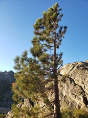 Pinus jeffreyi