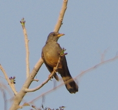Turdus smithi