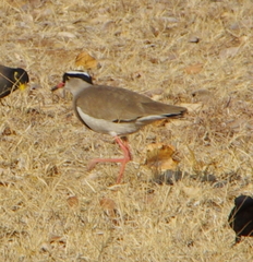 Vanellus coronatus