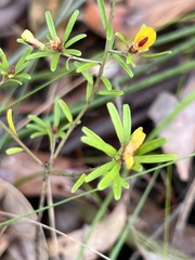 Pultenaea retusa
